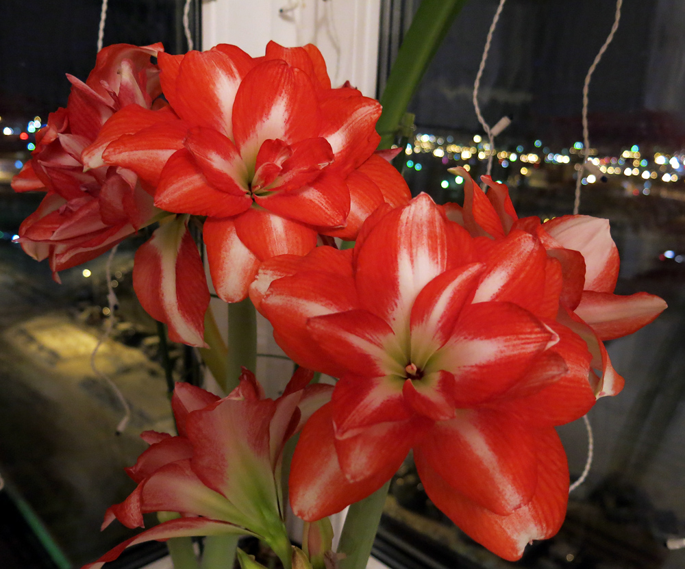 Превью изображения