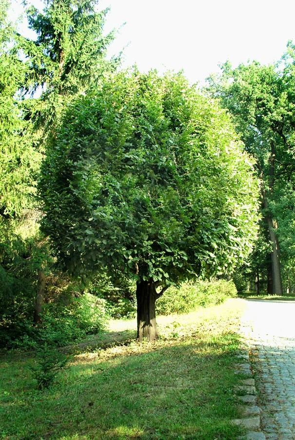 Превью изображения