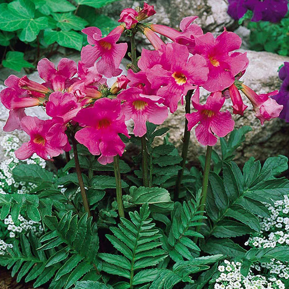 Превью изображения