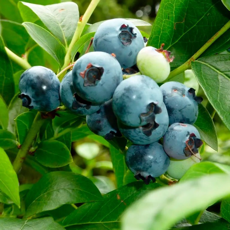 Превью изображения