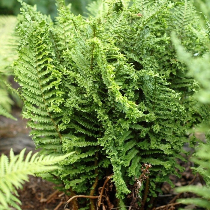 Превью изображения