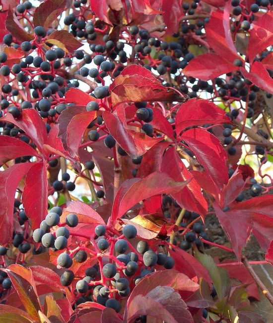 Превью изображения