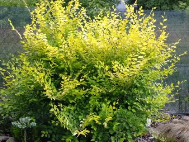 Превью изображения