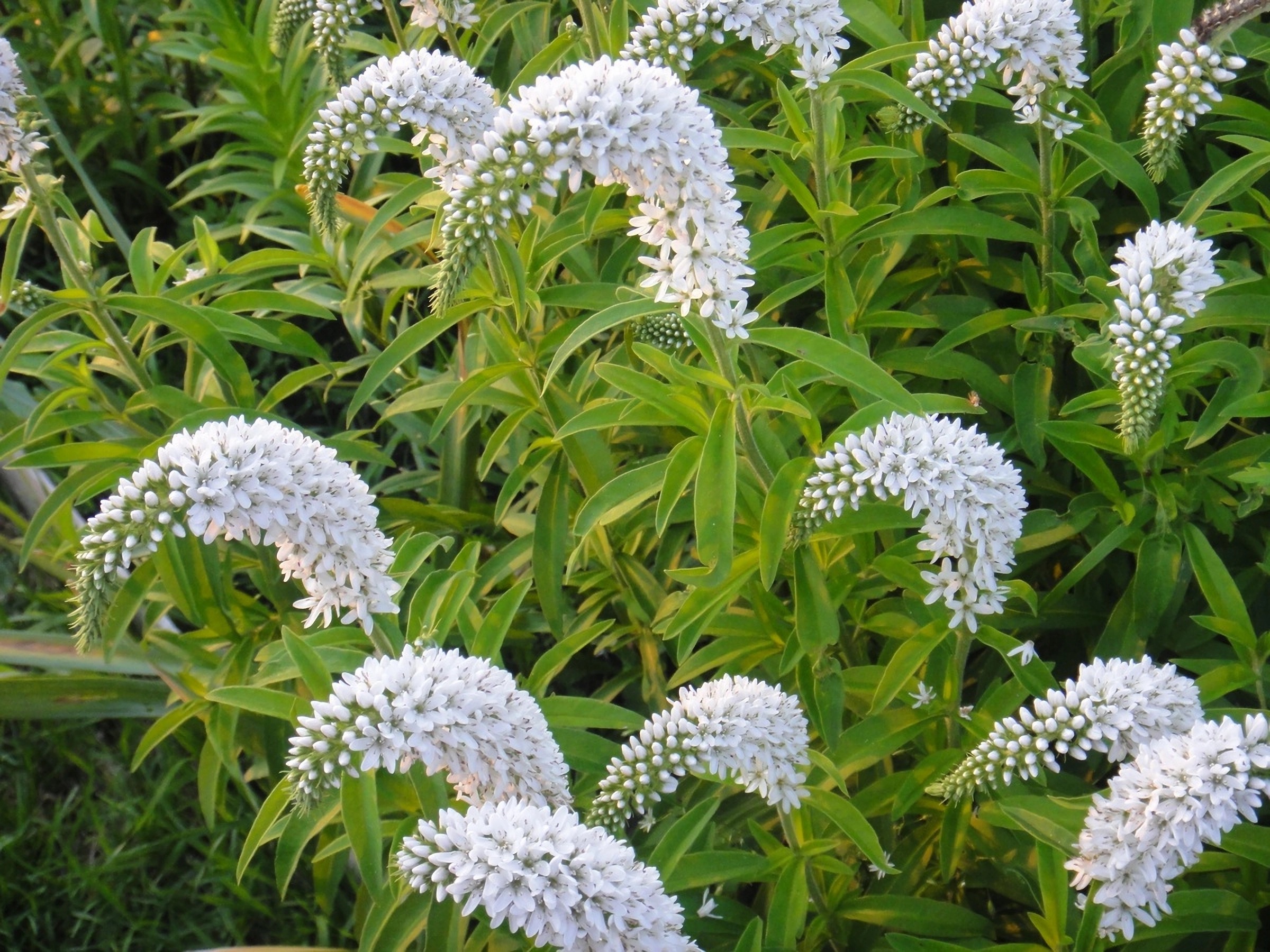 Превью изображения