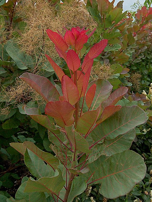 Превью изображения