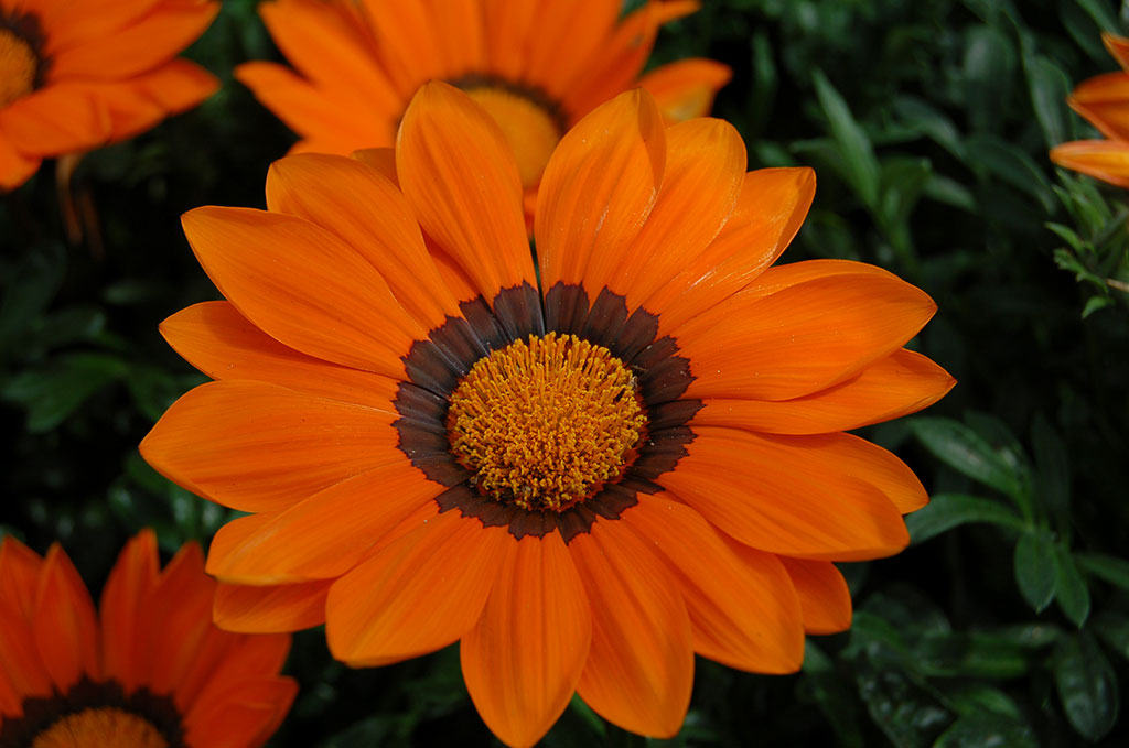 Превью изображения