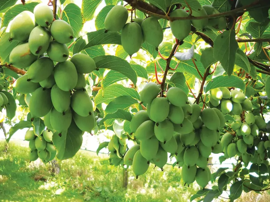 Превью изображения