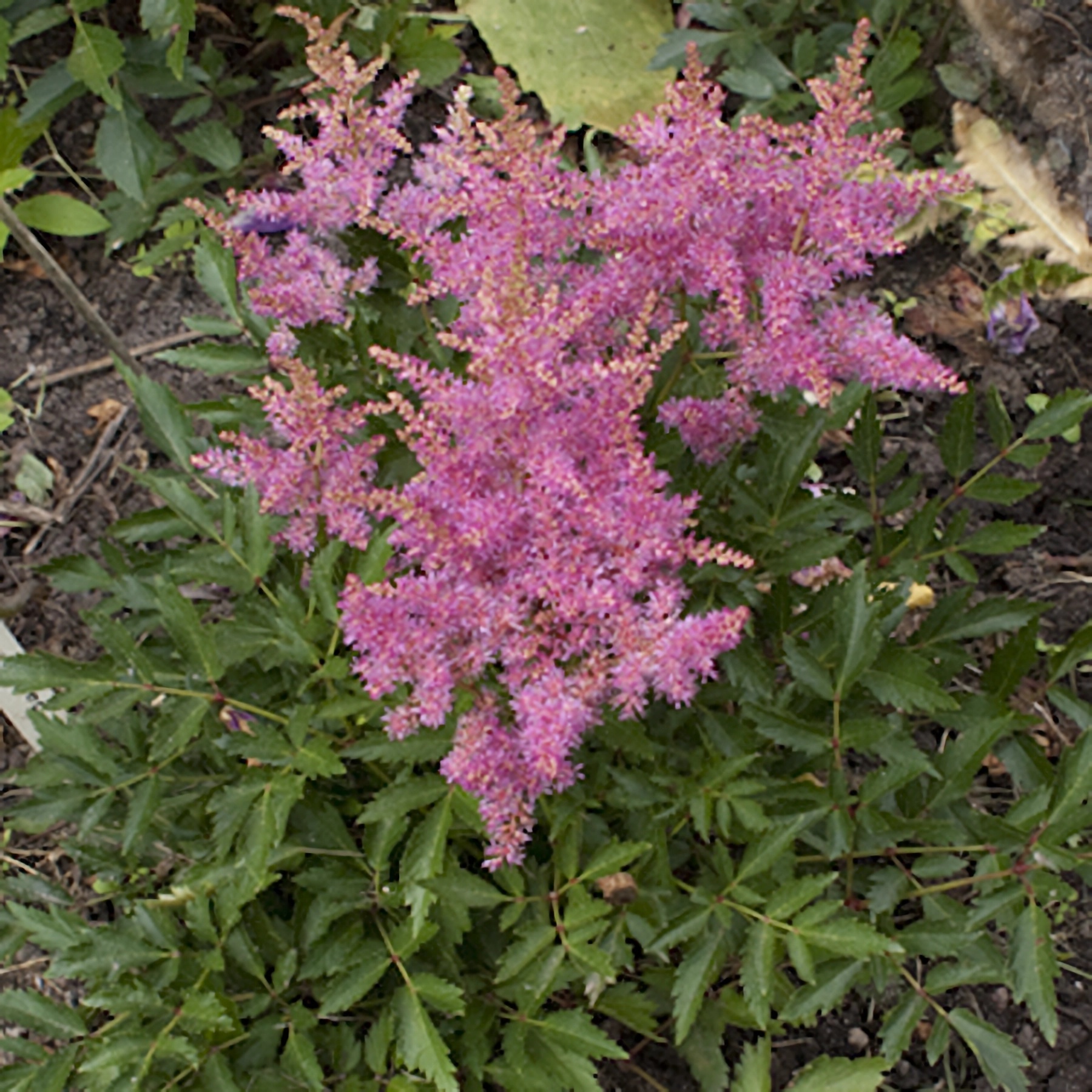 Превью изображения