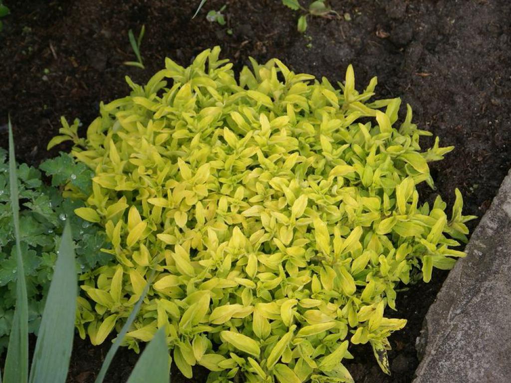 Превью изображения