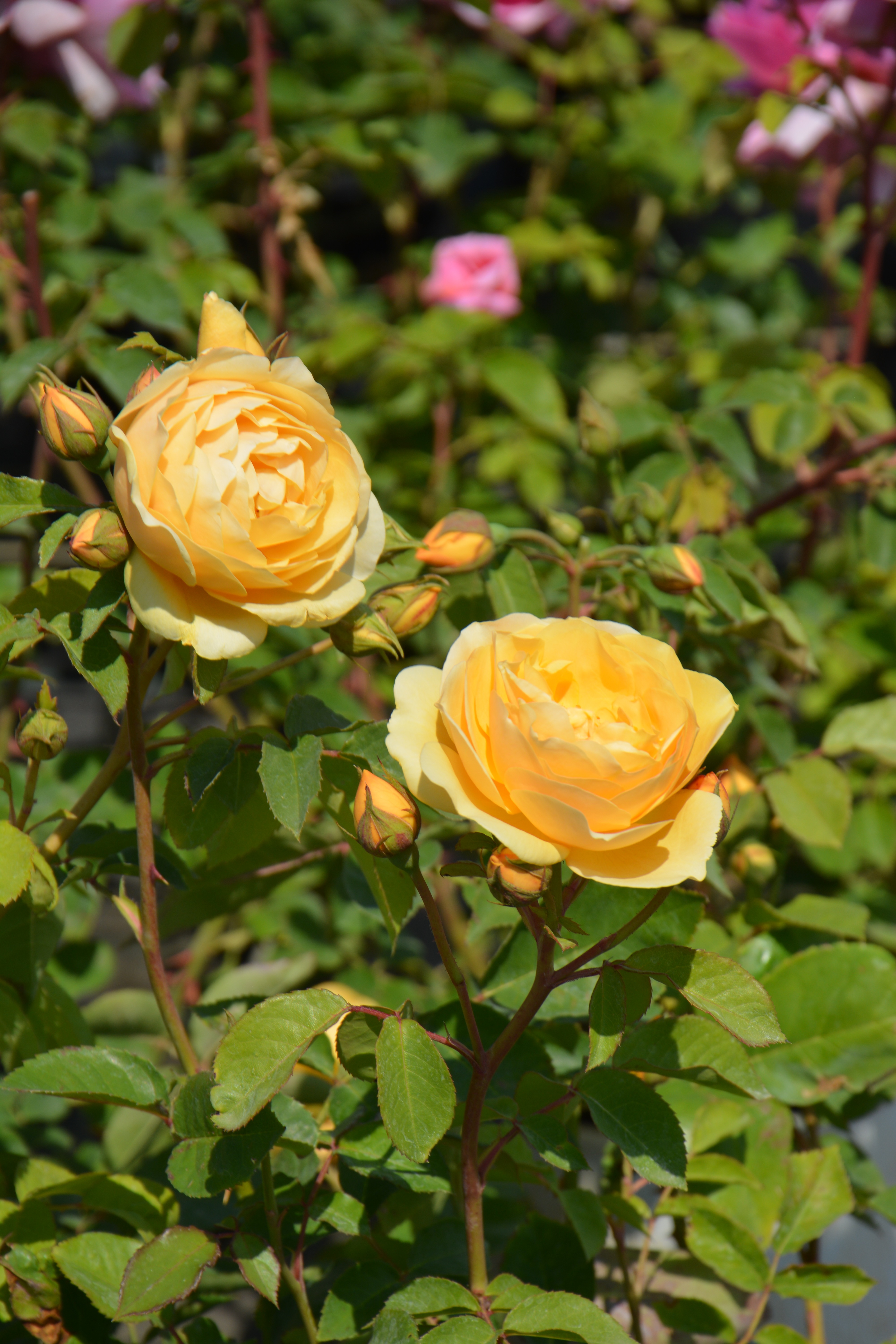 Превью изображения