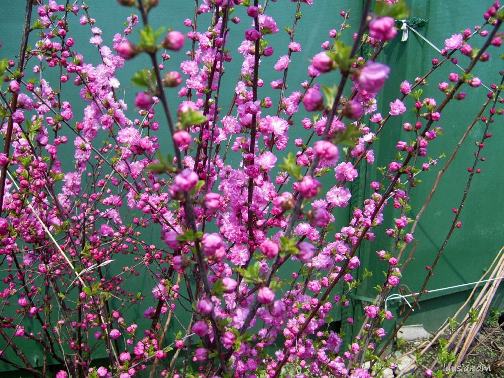 Превью изображения