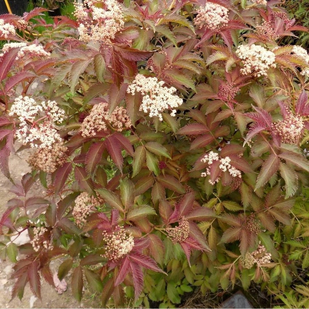 Превью изображения