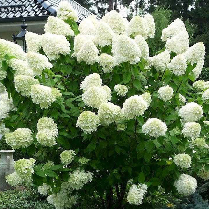 Превью изображения