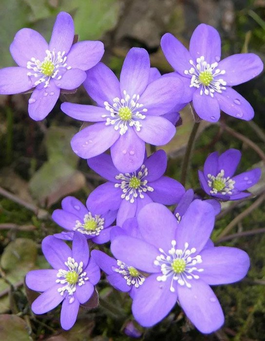 Превью изображения