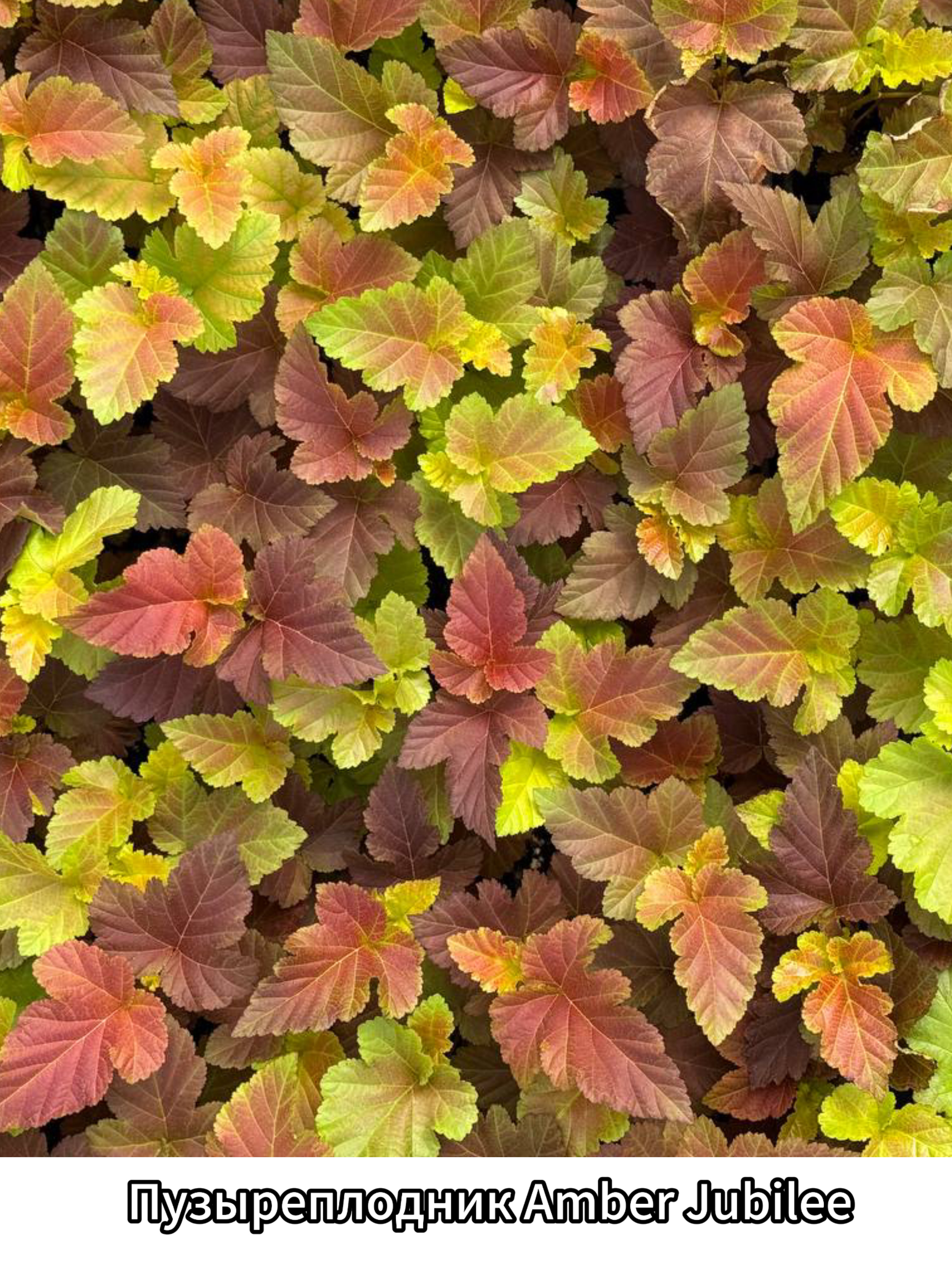 Превью изображения