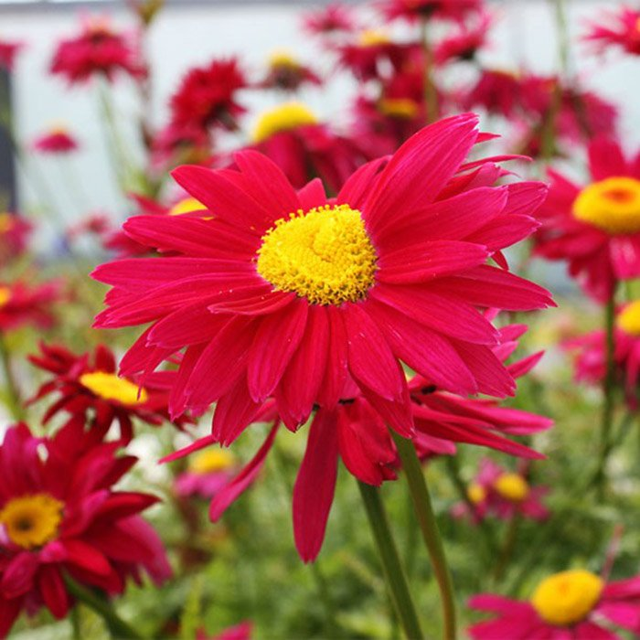 Превью изображения