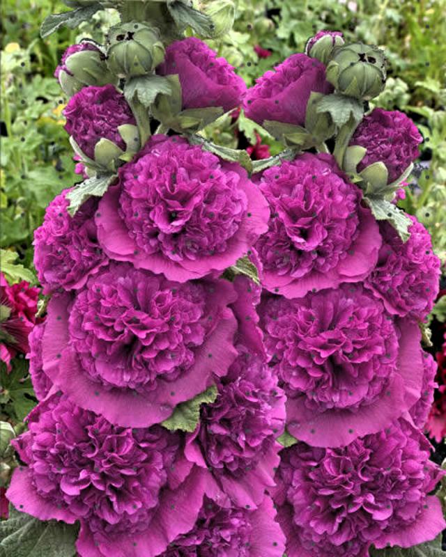 Превью изображения