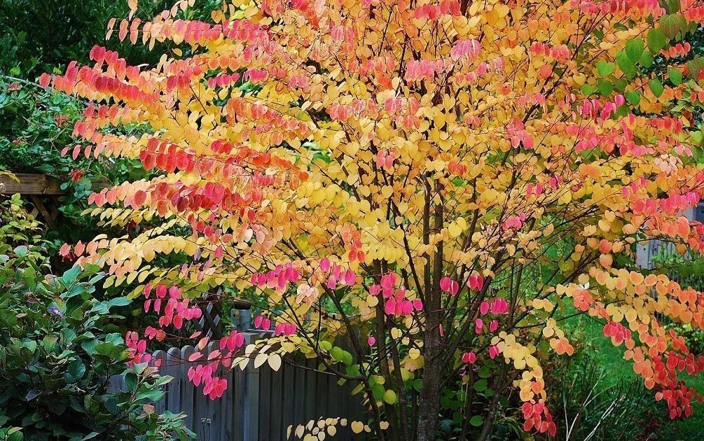 Превью изображения