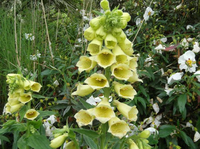 Превью изображения