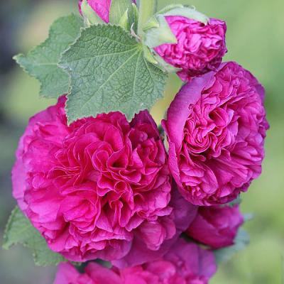 Превью изображения