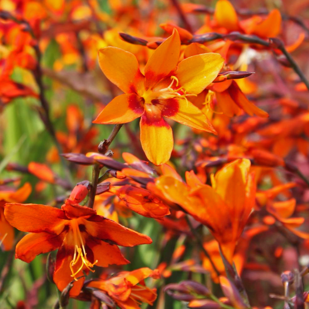 Превью изображения