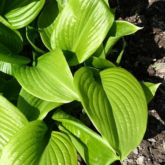 Превью изображения