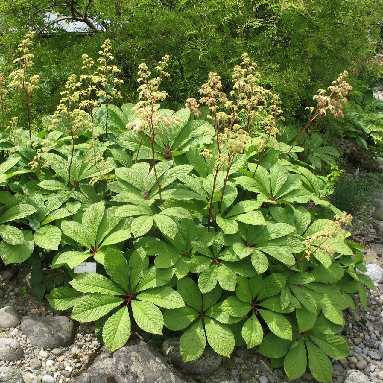 Превью изображения