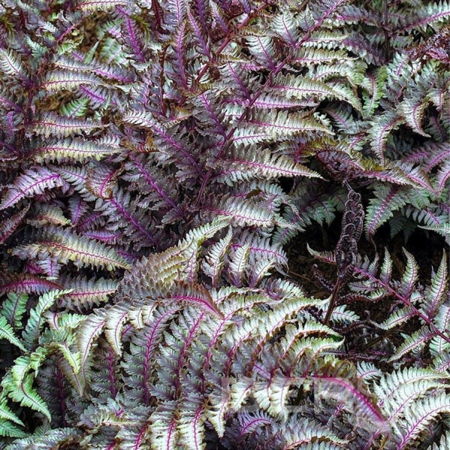 Превью изображения