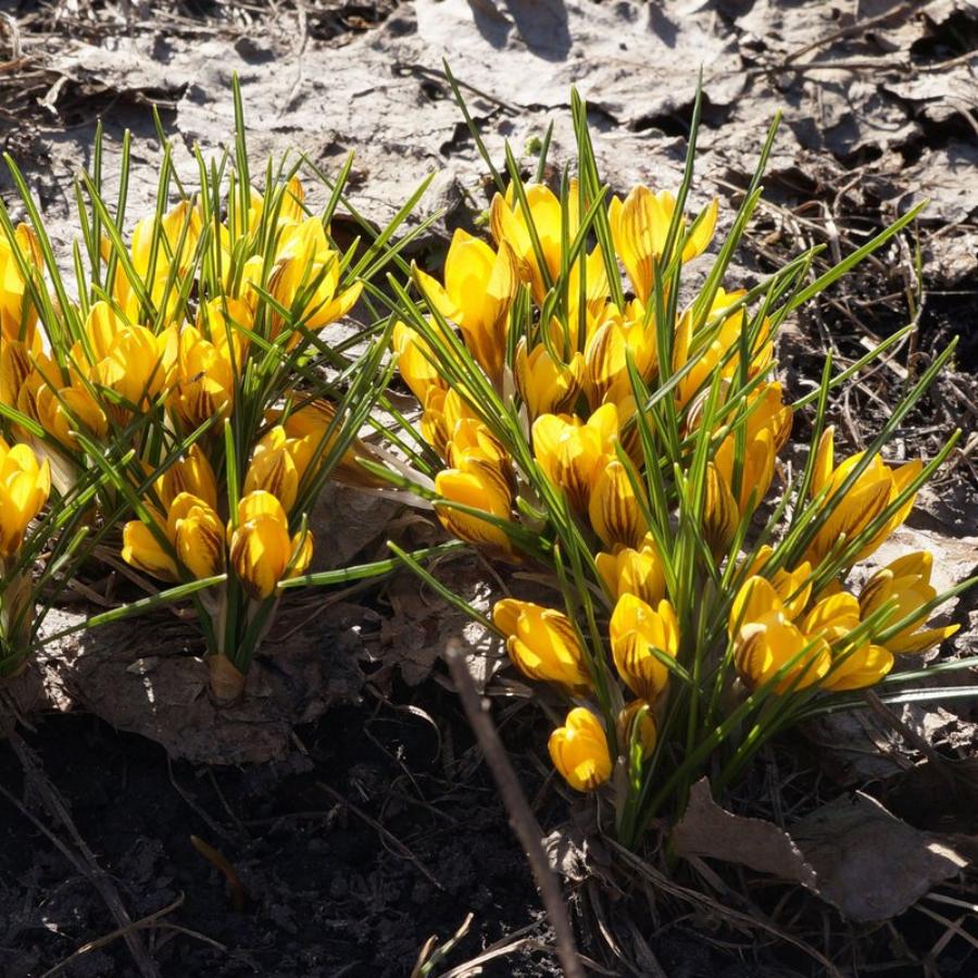 Превью изображения