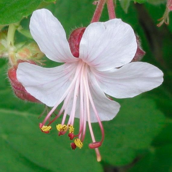 Превью изображения