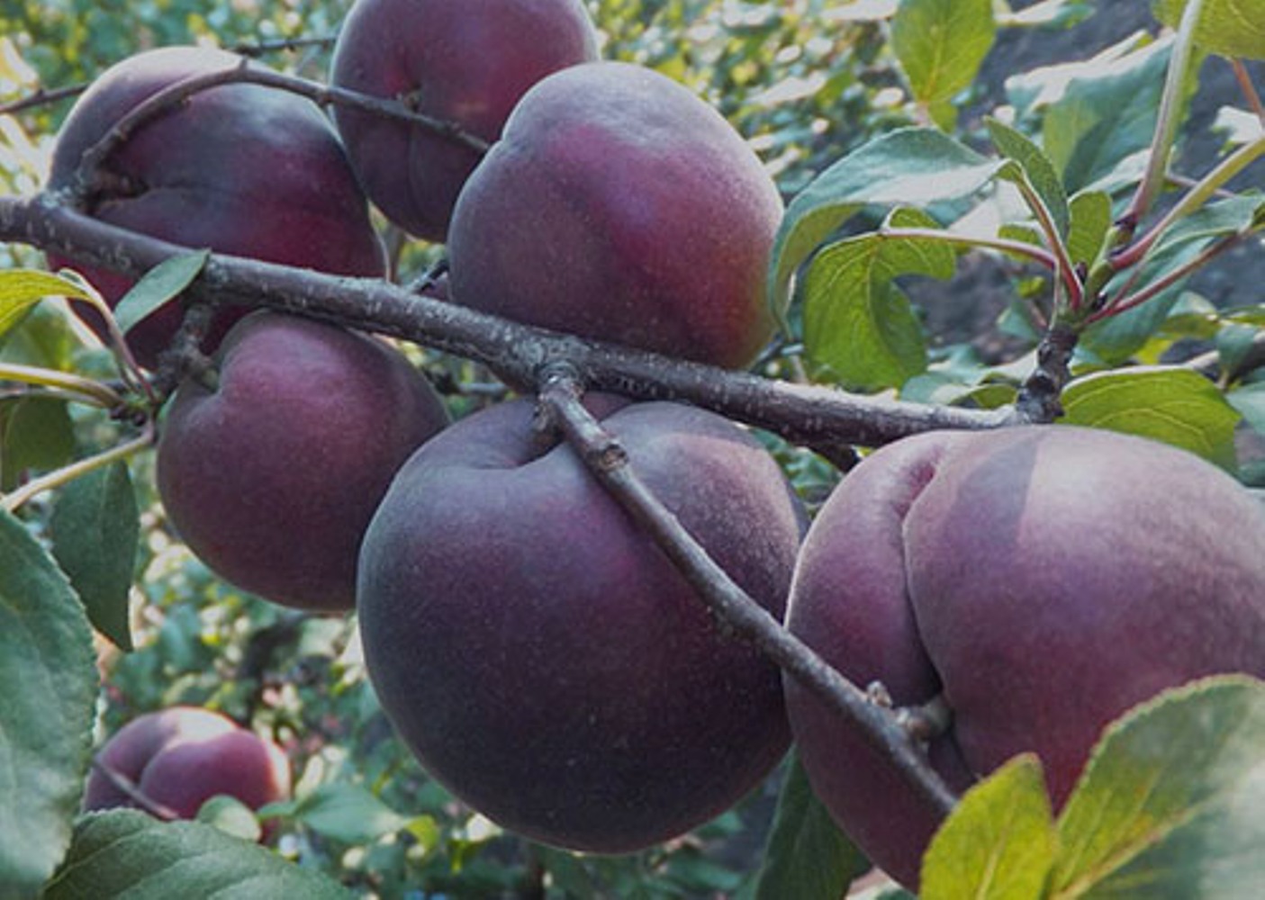 Превью изображения