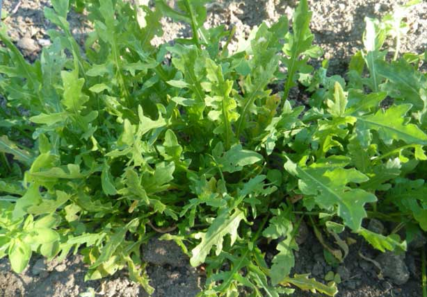 Превью изображения