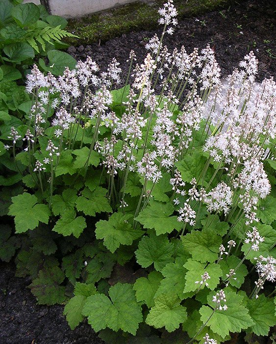 Превью изображения