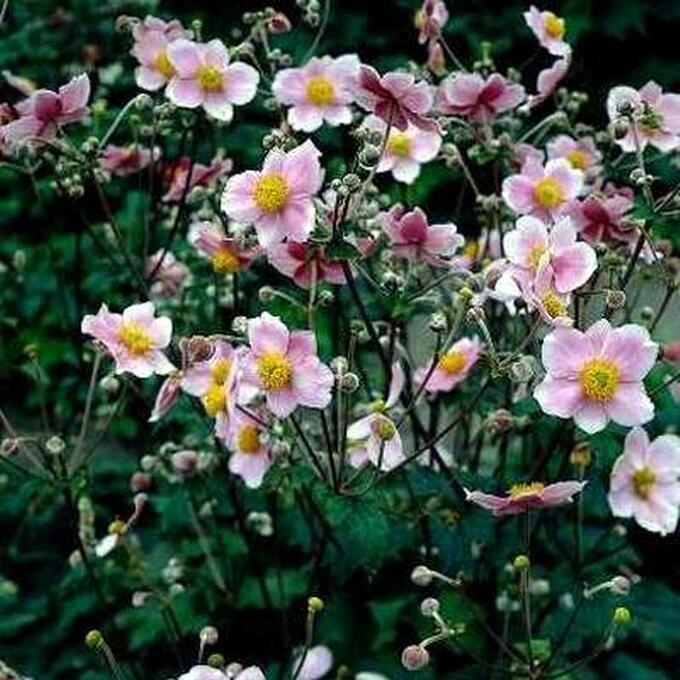 Превью изображения