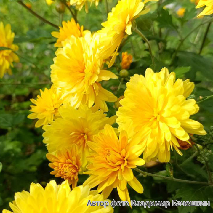 Превью изображения