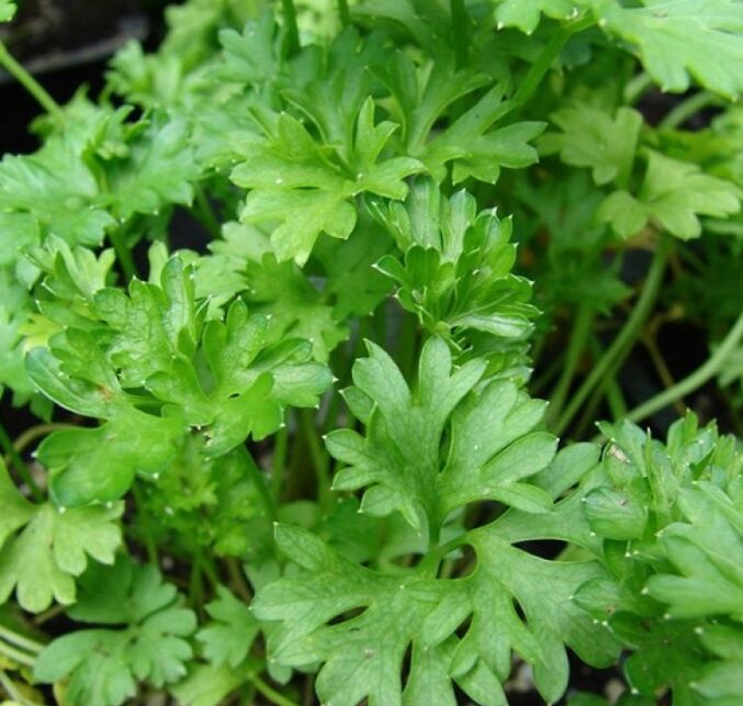 Превью изображения