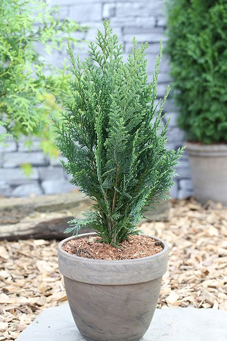 Превью изображения