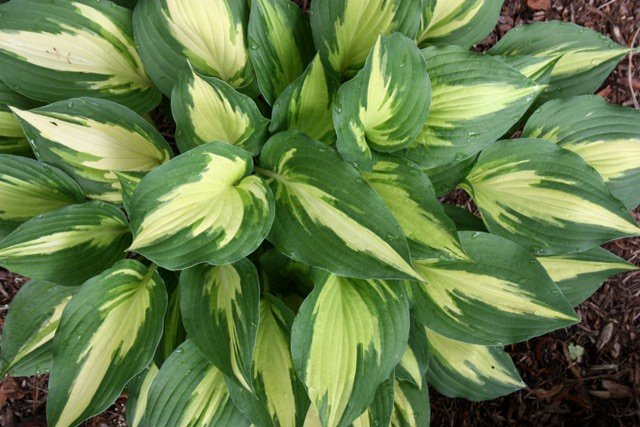 Превью изображения