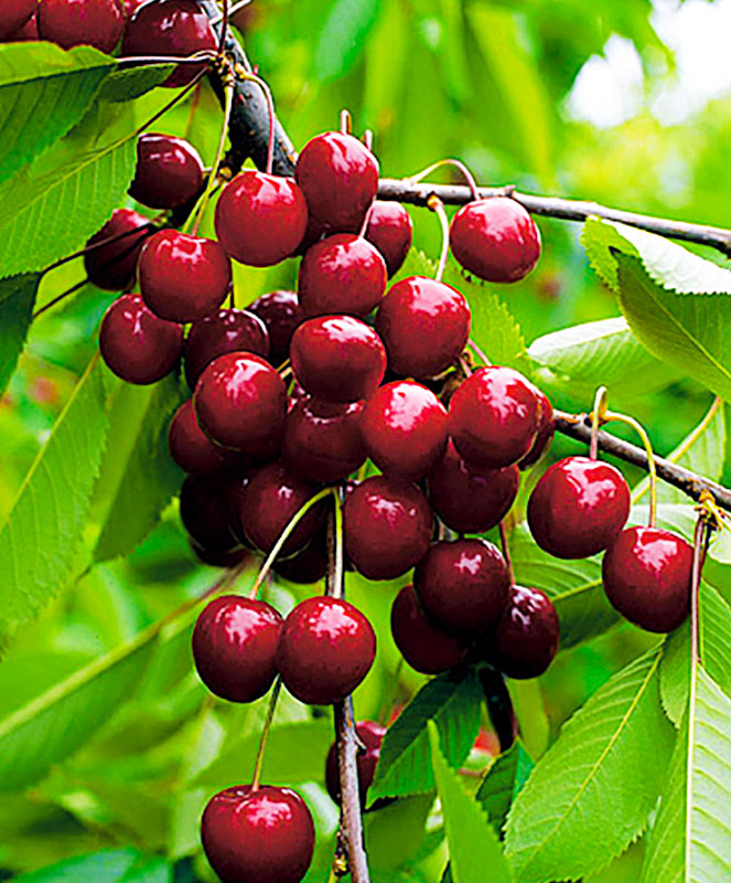 Превью изображения