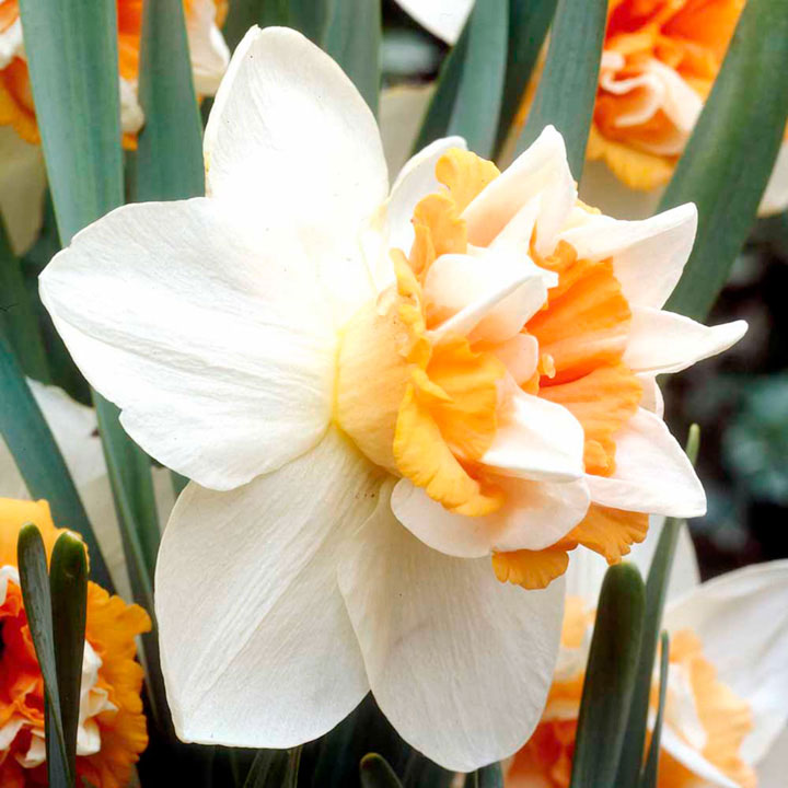 Превью изображения