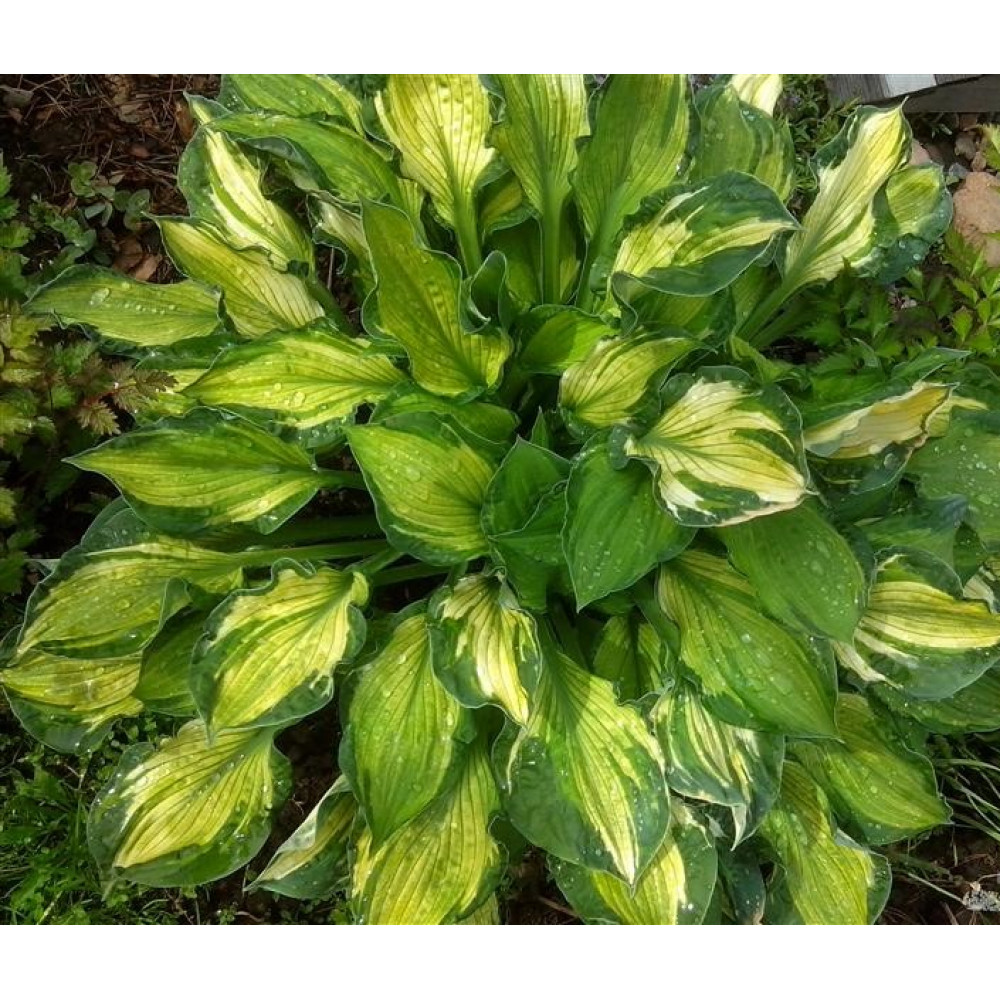 Превью изображения