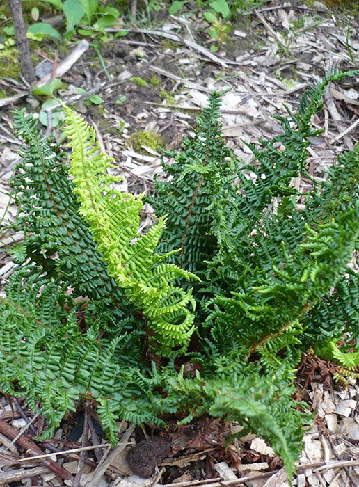 Превью изображения