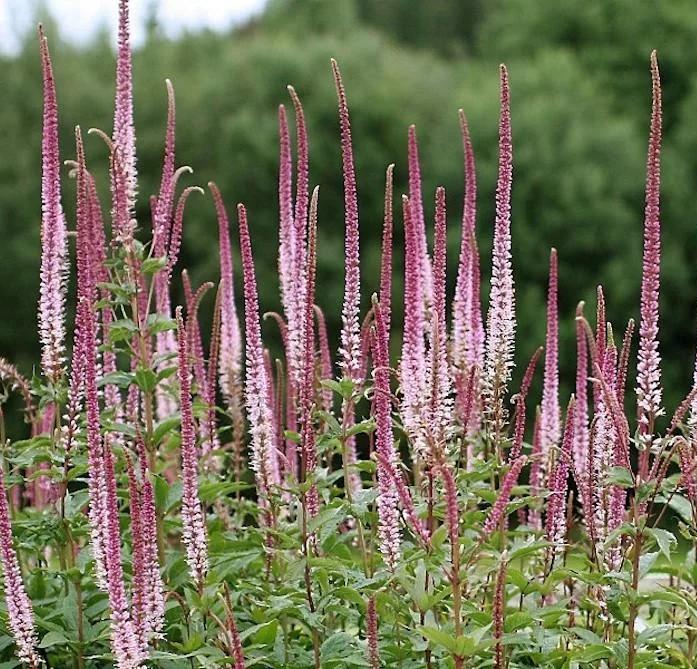 Превью изображения