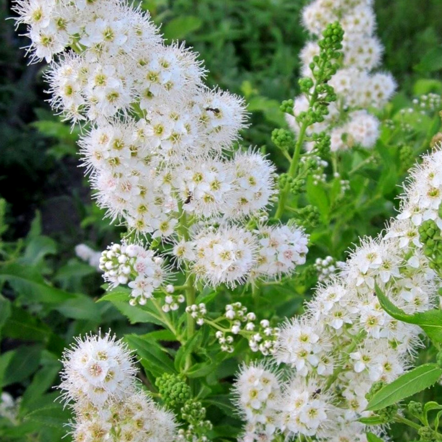 Превью изображения