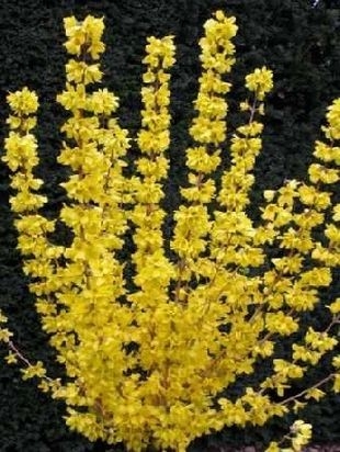 Превью изображения