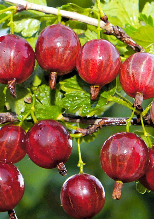 Превью изображения