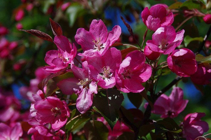 Превью изображения