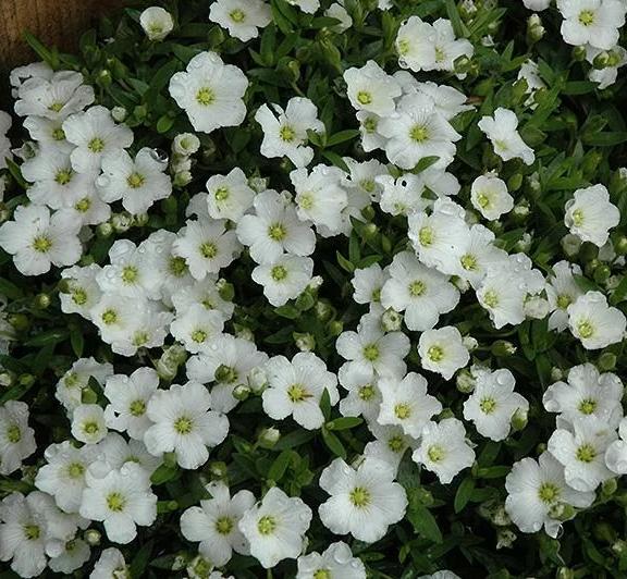 Превью изображения