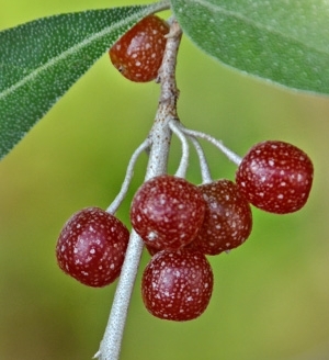 Превью изображения