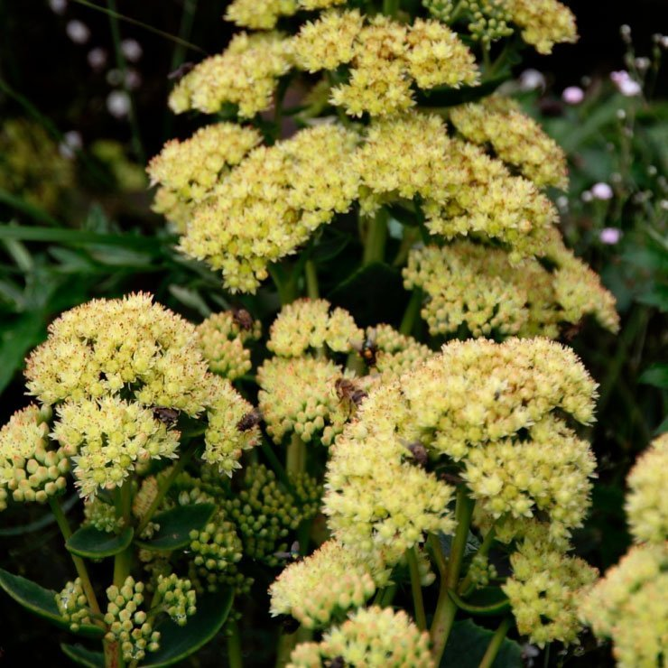 Превью изображения